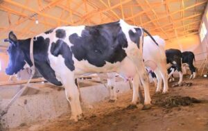 Sheedii Misooma Beelladaa Shaggarii